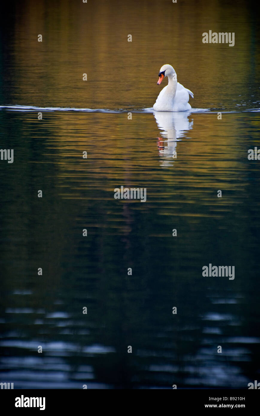 A beautiful white swan on Lost Lagoon in Stanley Park, Vancouver, British Columbia, Canada. Stock Photo