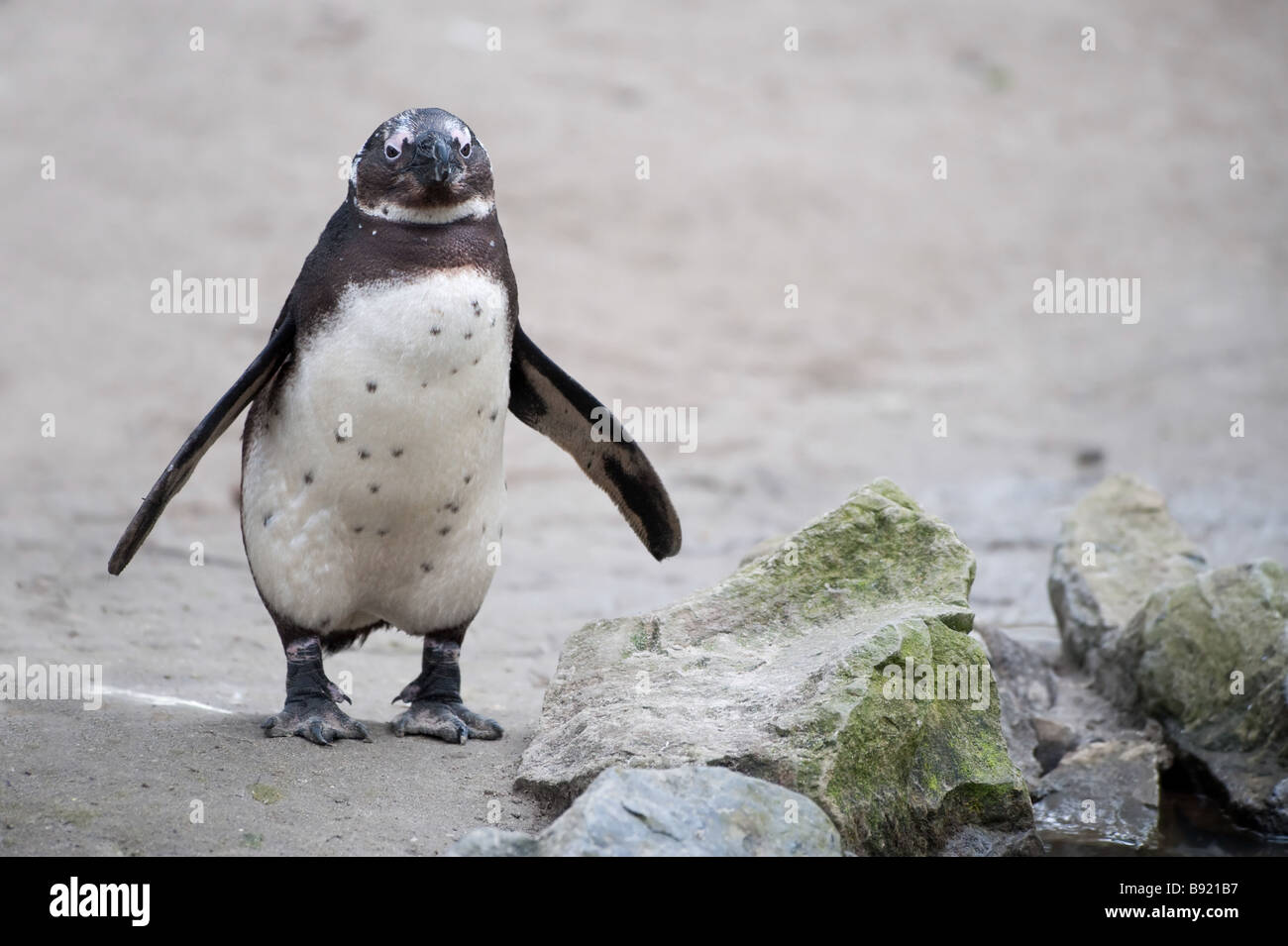 Pinguin Funny High Resolution Stock Photography and Images - Alamy