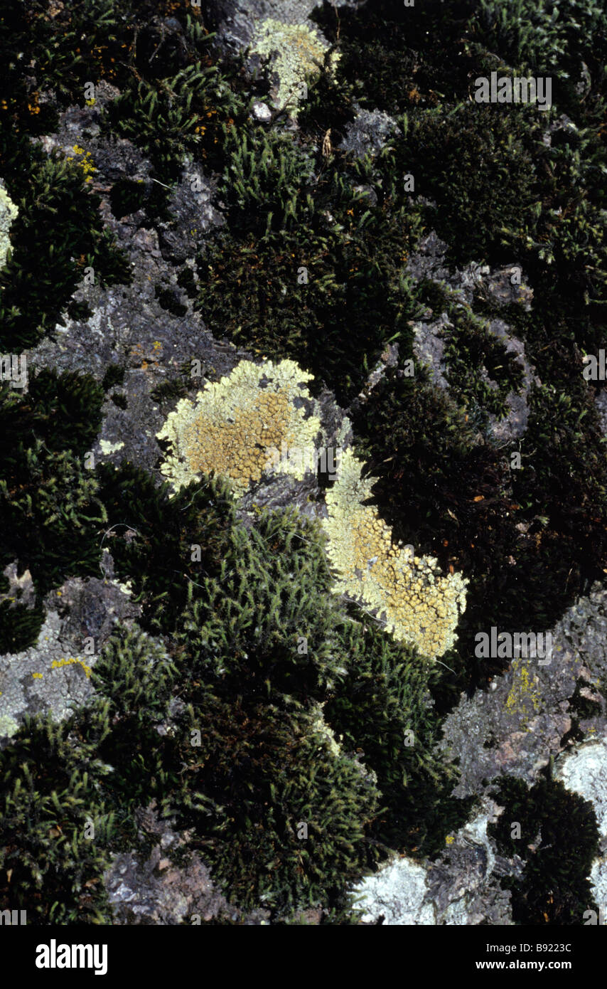 Lichen lecanora muralis Stock Photo