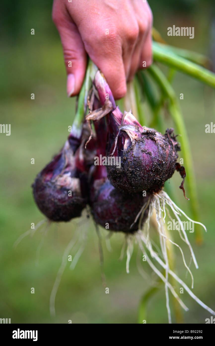 Hand picked onions hi-res stock photography and images - Alamy