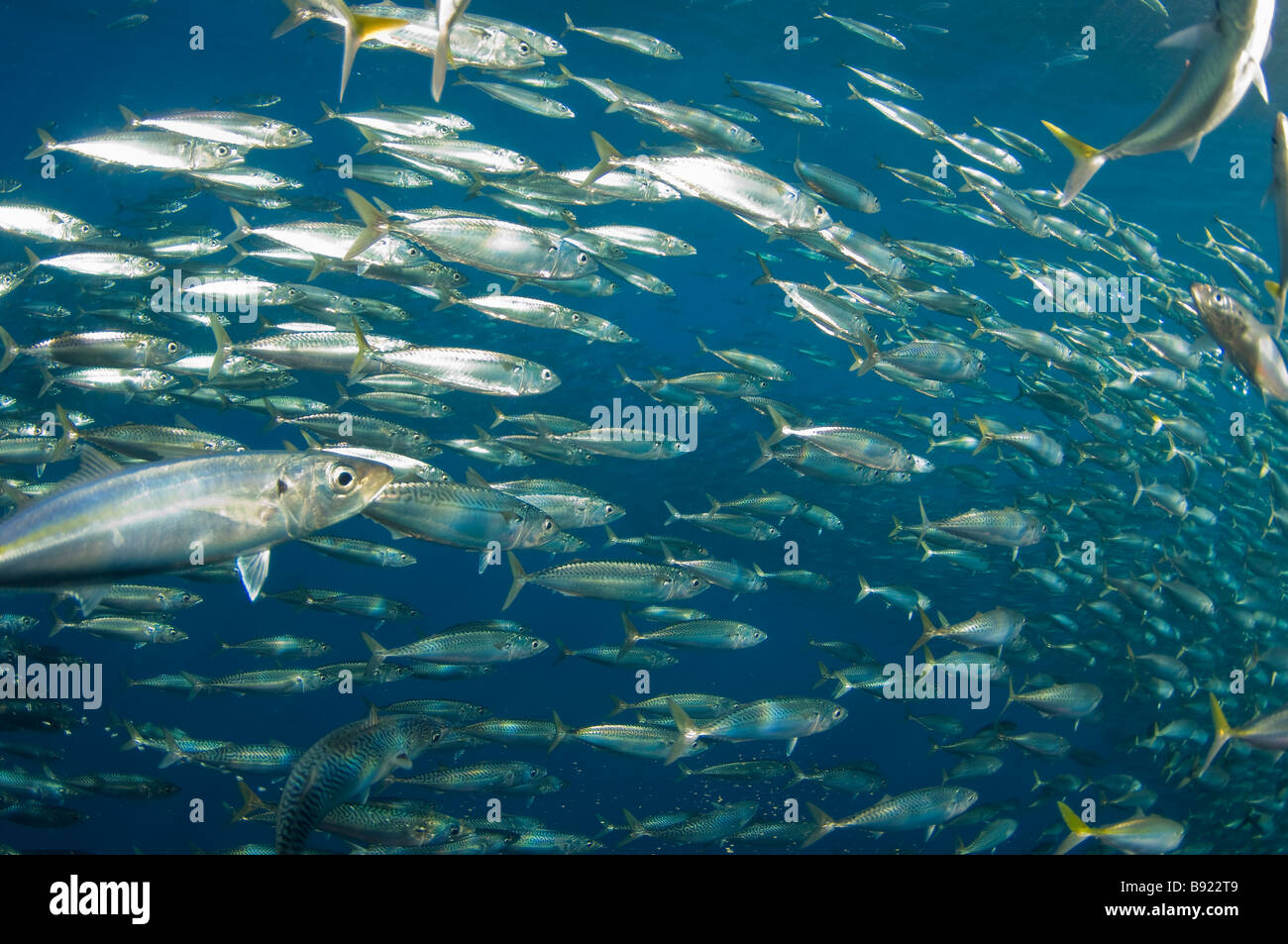 Chub Mackeral school Scomber japonicus Guadalupe Island Baja California Mexico Stock Photo