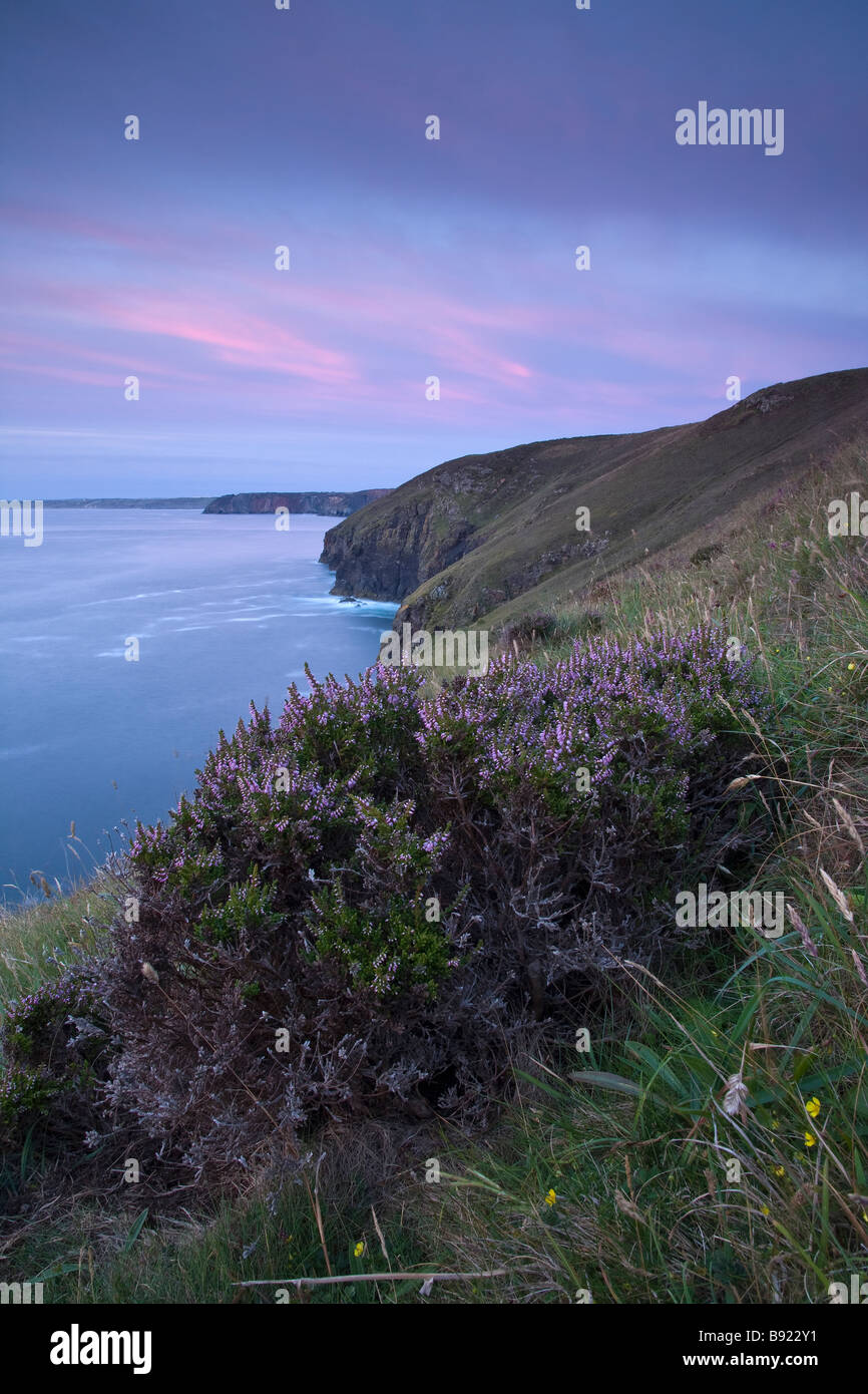 Heather bush on St.Agnes headland in Cornwall after sunset with colour in the sky Stock Photo