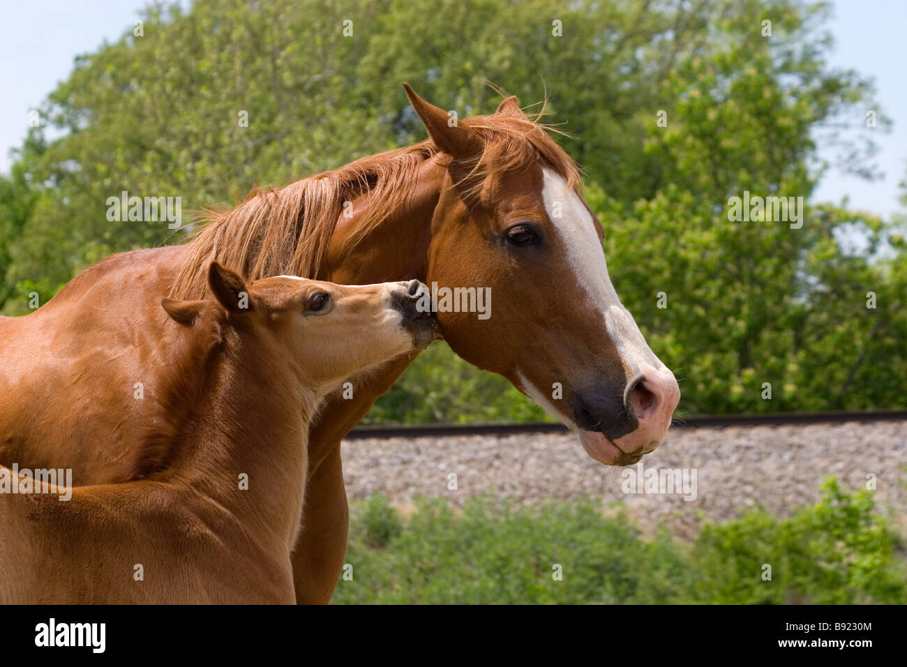 Portrait of mare with foal nibbling on her cheek Stock Photo