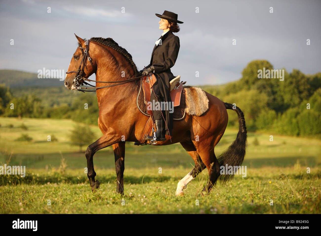 Woman Riding On Lusitano Horse Stock Photo Alamy woman-riding-on-lusitano-horse-stock-photo-alamy