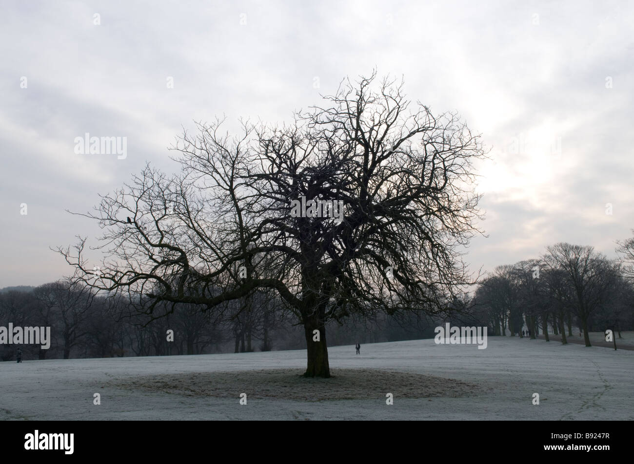 A solitary tree in Roundhay park, Leeds, England Stock Photo