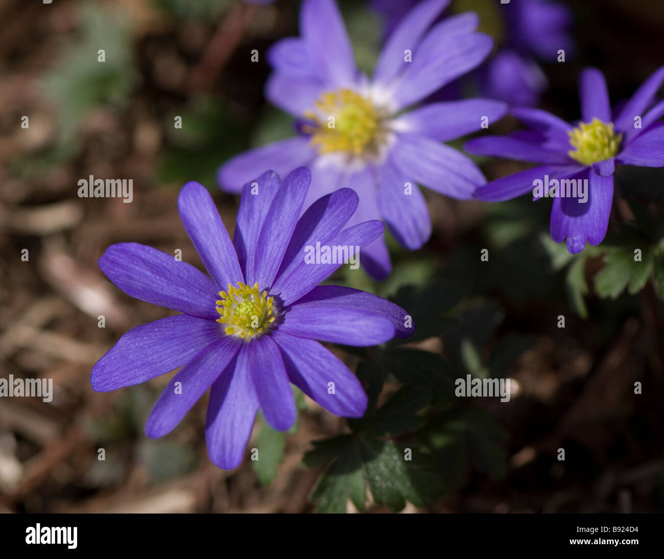 Anemone Blanda Blue in flower Stock Photo