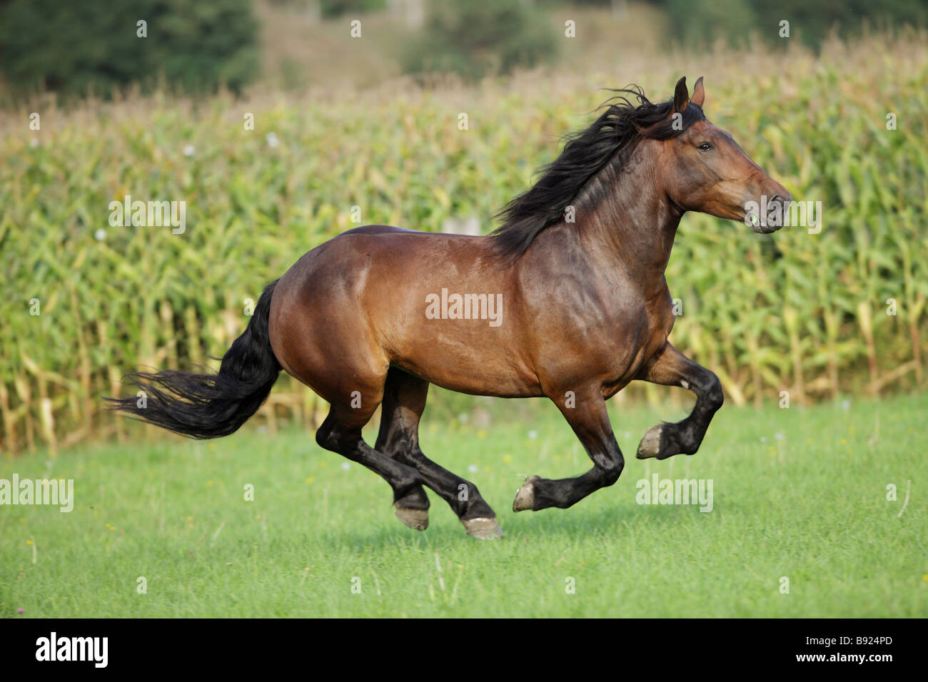 Noriker horse - galloping on meadow Stock Photo