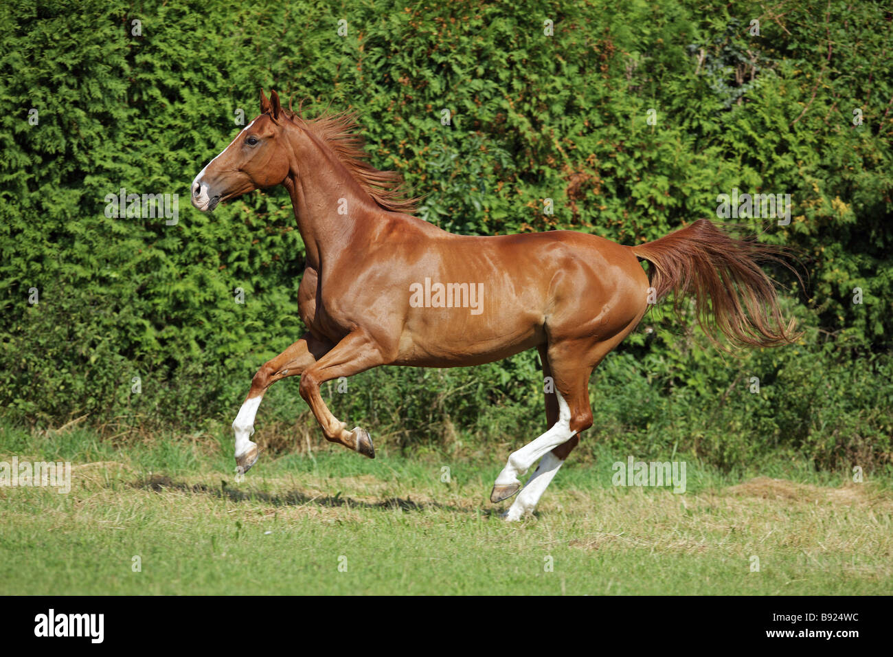 Oldenburg horse - galloping on meadow Stock Photo