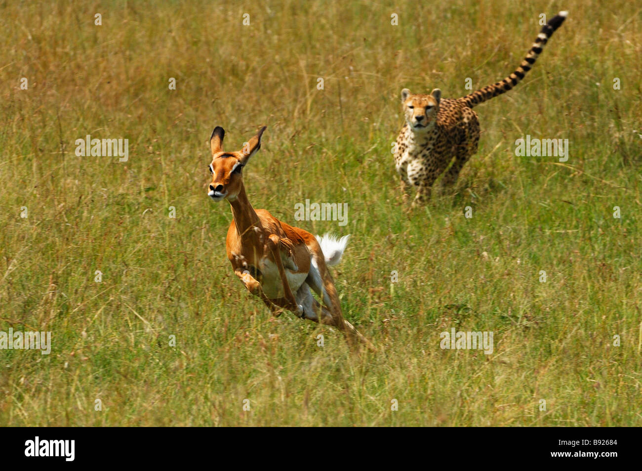 Female cheetah chasing impala in hi-res stock photography and images - Alamy