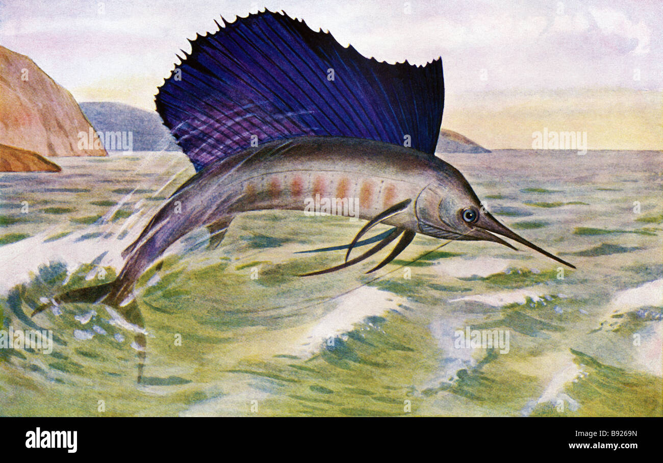 19th century colorful painting of a Indo-Pacific sailfish, Istiophorus platypterus Stock Photo