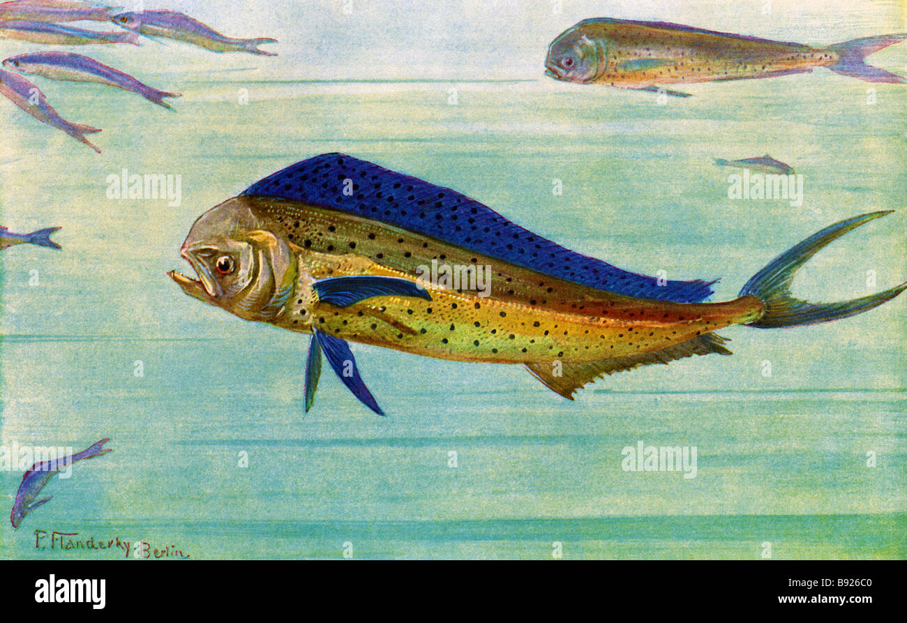 The mahimahi (Coryphaena hippurus) also known as dolphinfish or