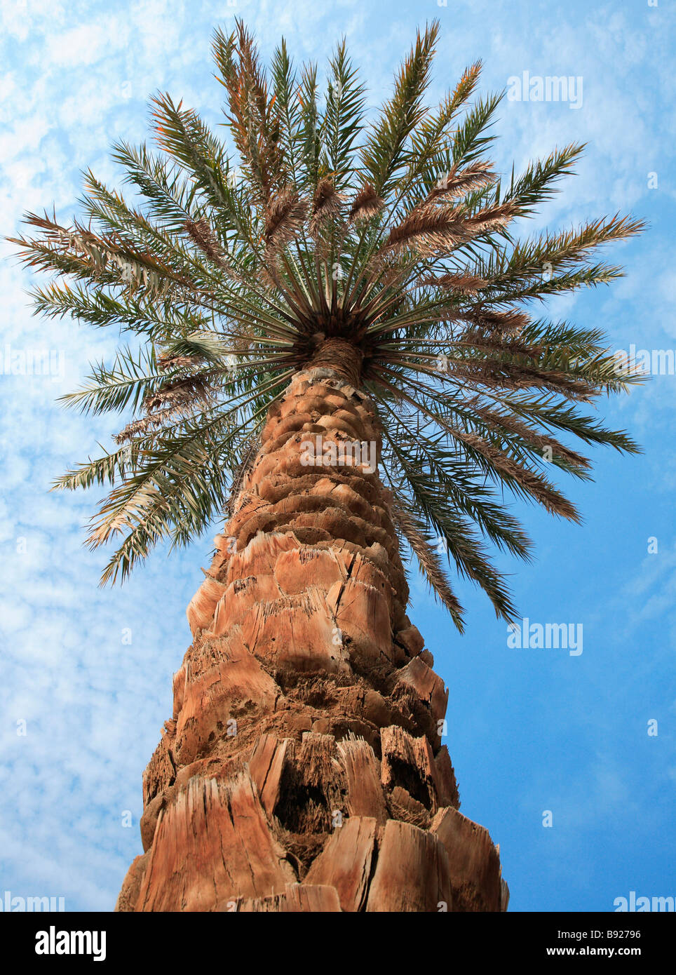 Low angle view of palm tree Dubai United Arab Emirates Stock Photo Alamy