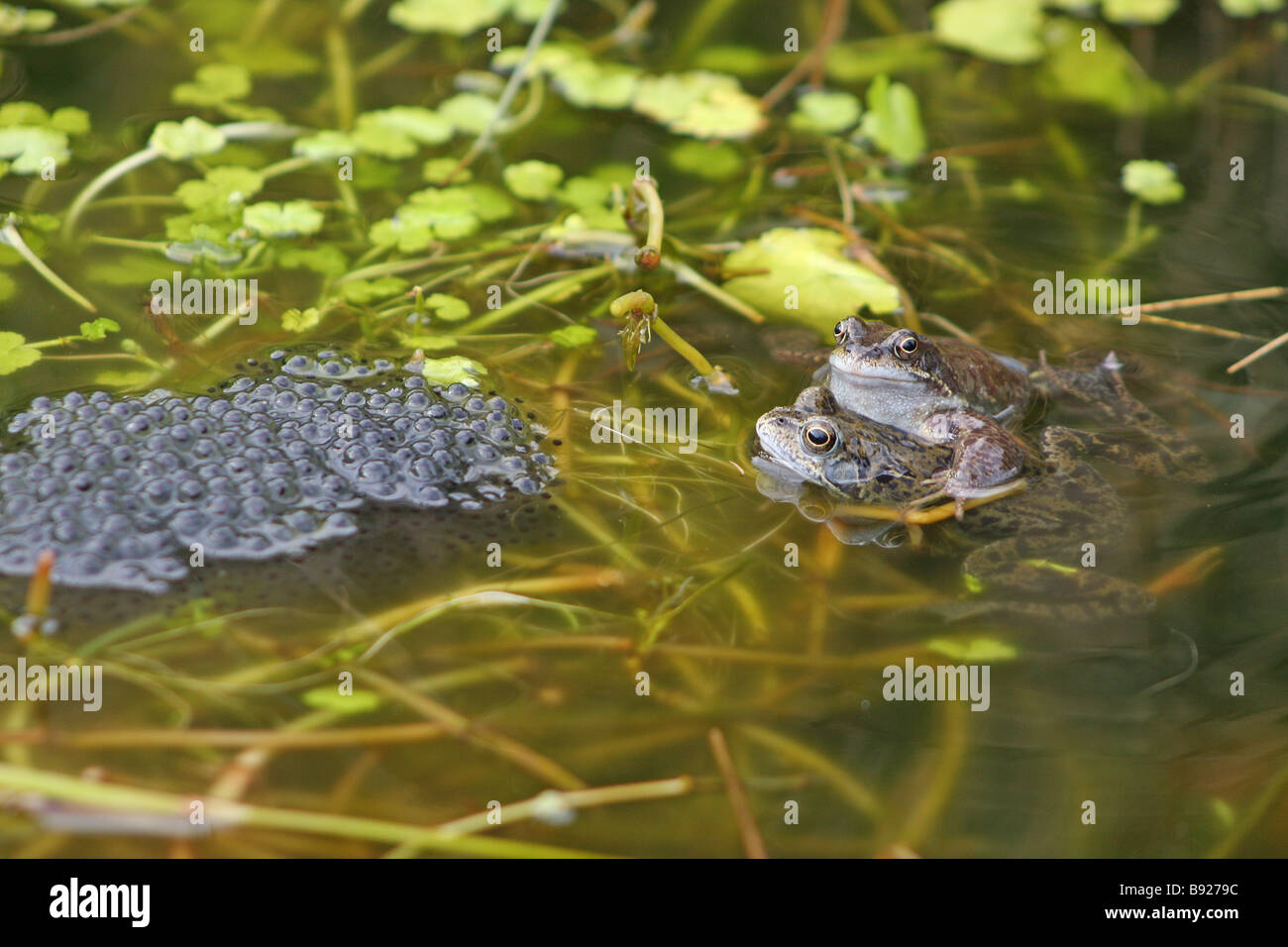 Two frogs near frogspawn Stock Photo