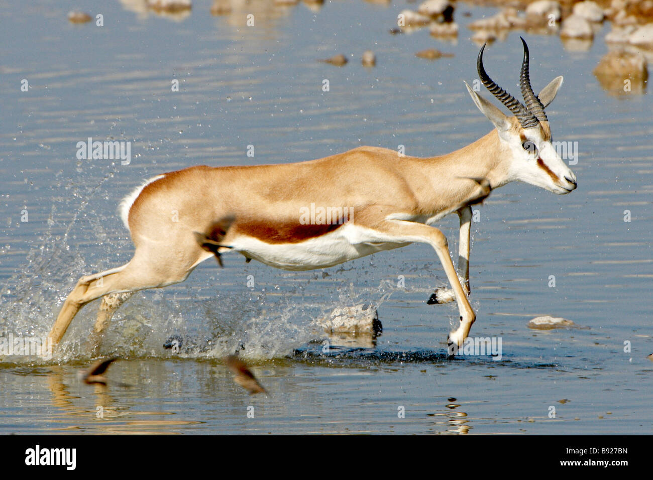Springbok jumping hires stock photography and images Alamy