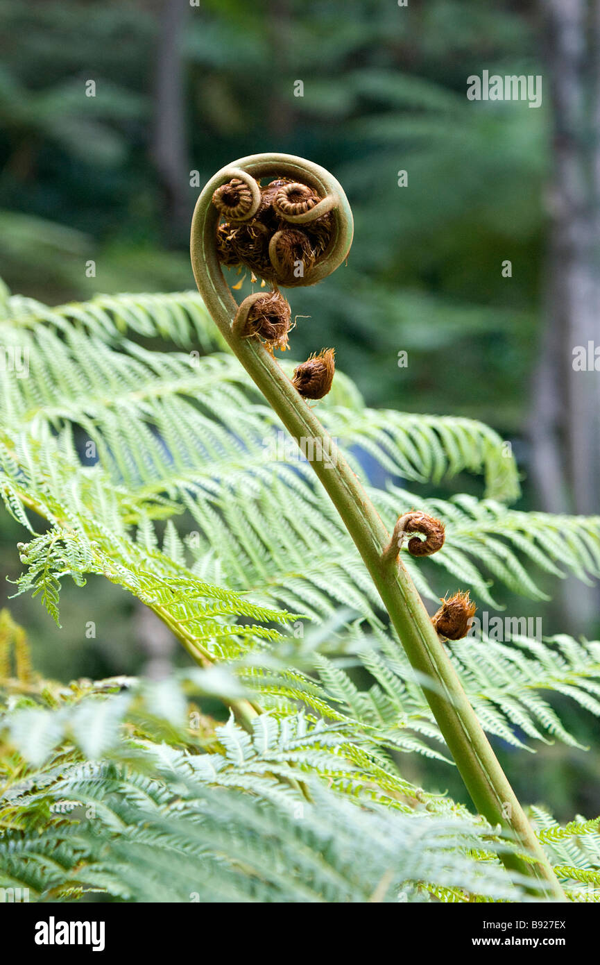 Tree fern fronds fiddlehead Stock Photo Alamy
