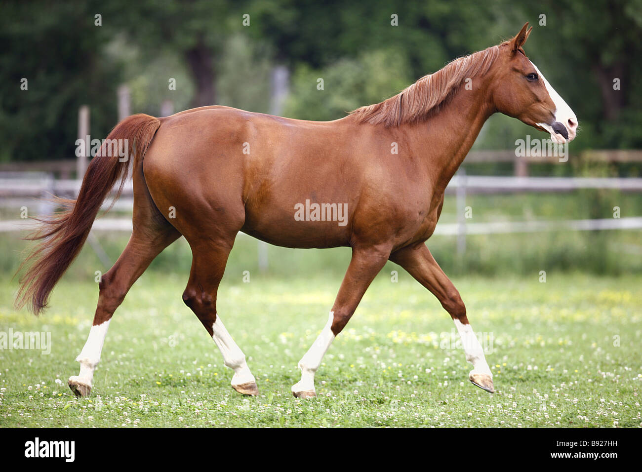 Austrian warmblood horse trotting on meadow Stock Photo Alamy