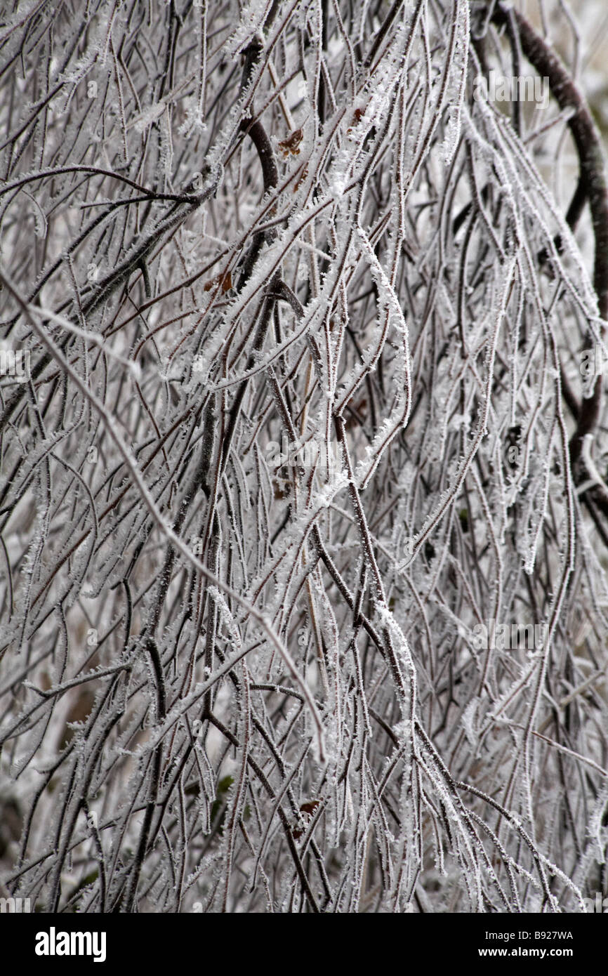 Branches of tree laden with hoar frost at Dorset, UK in January Stock Photo