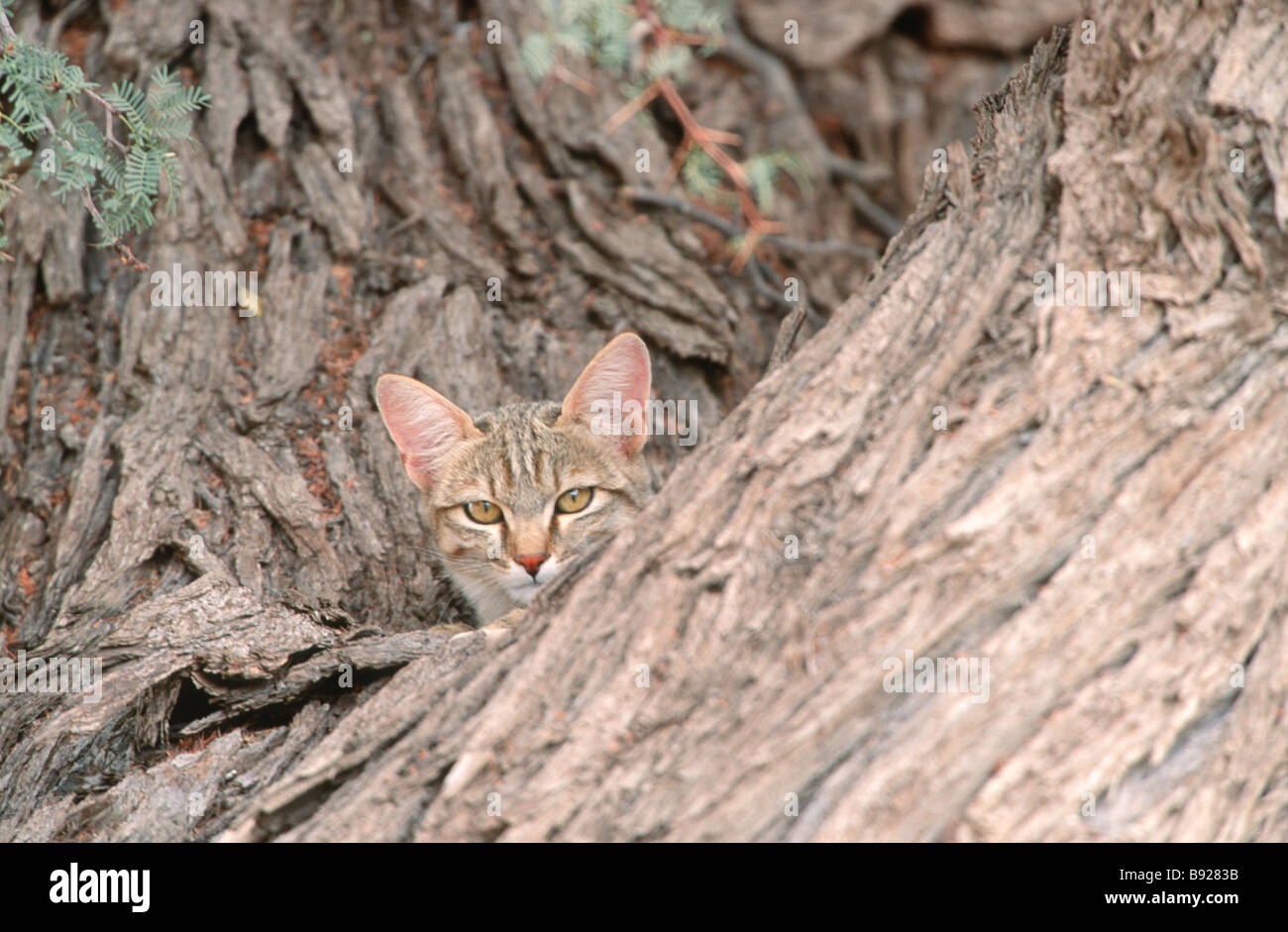 African Wild Cat Felis silvestris cafra in a tree Kgalagadi Transfrontier Park Botswana Southern Africa Stock Photo