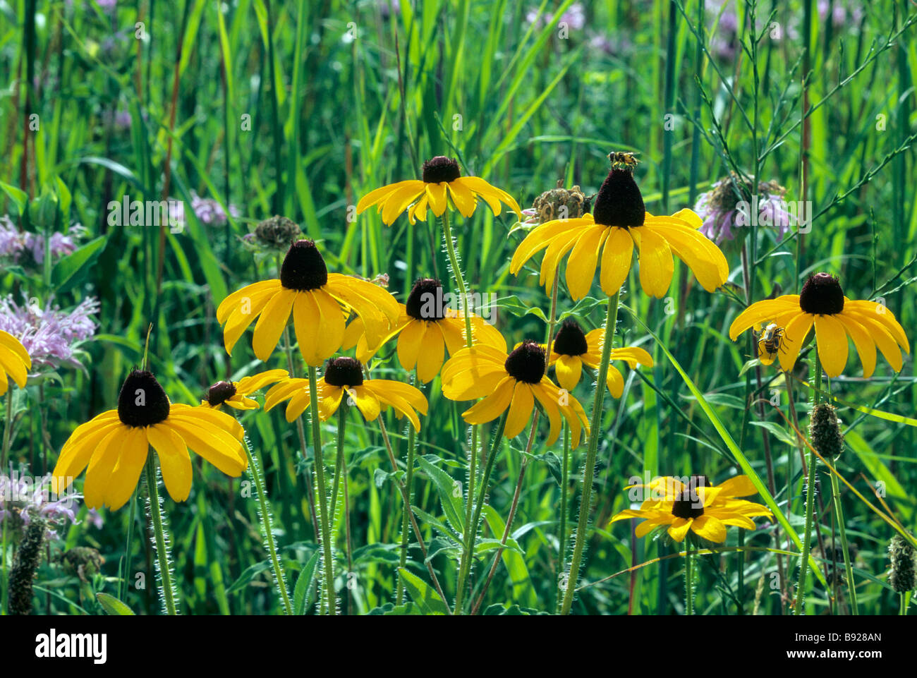 PATCH OF BROWN-EYED SUSANS IN HYLAND PARK RESERVE, RESTORED PRAIRIE AREA, BLOOMINGTON, MINNESOTA.  LATE SUMMER. Stock Photo