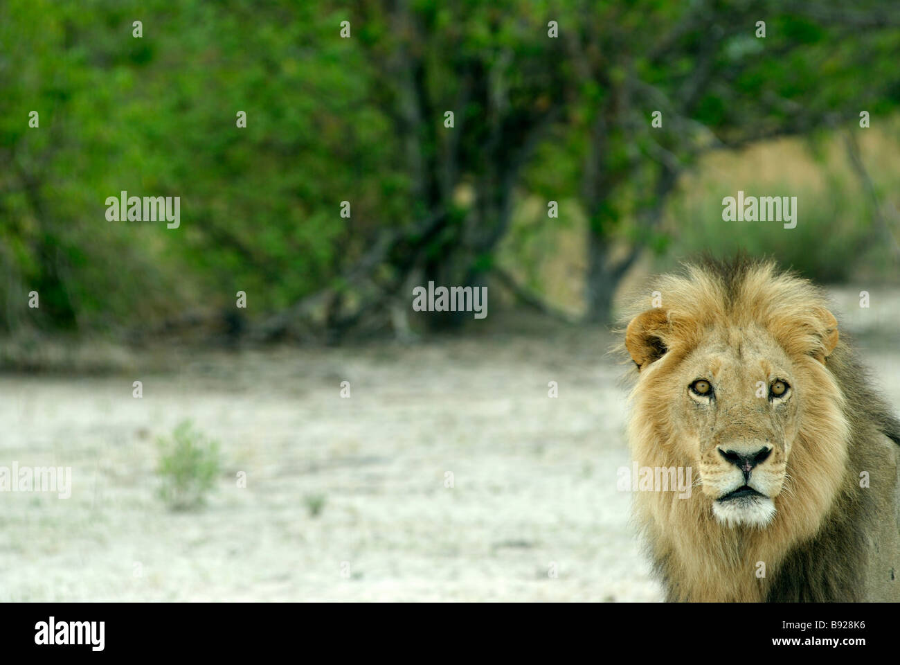 Front view of a male Lion Panthera Leo Moremi Wildlife Reserve Botswana ...