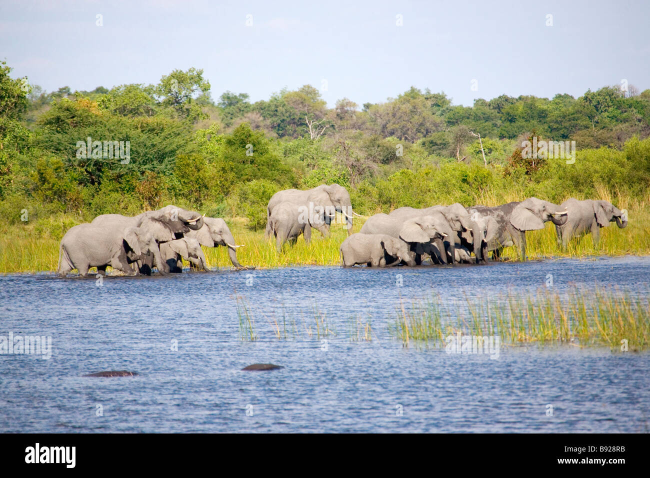 African Elephant Loxodonta herd drinking the water Okavango Delta Botswana Stock Photo