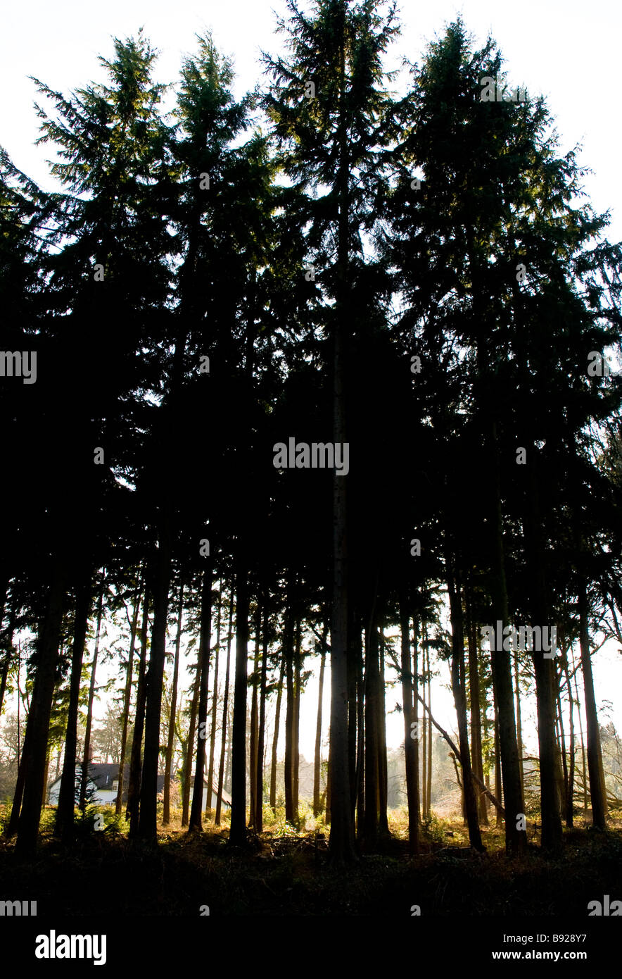 Pine forest silhouette hi-res stock photography and images - Alamy