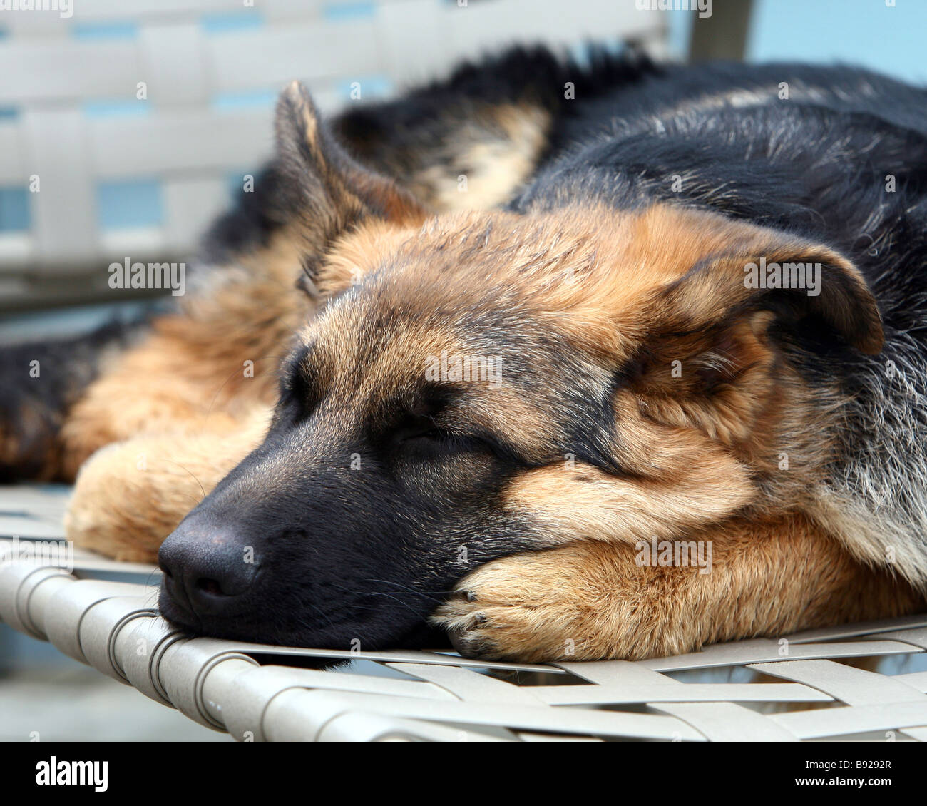 german shepherd puppy sleeping Stock Photo Alamy