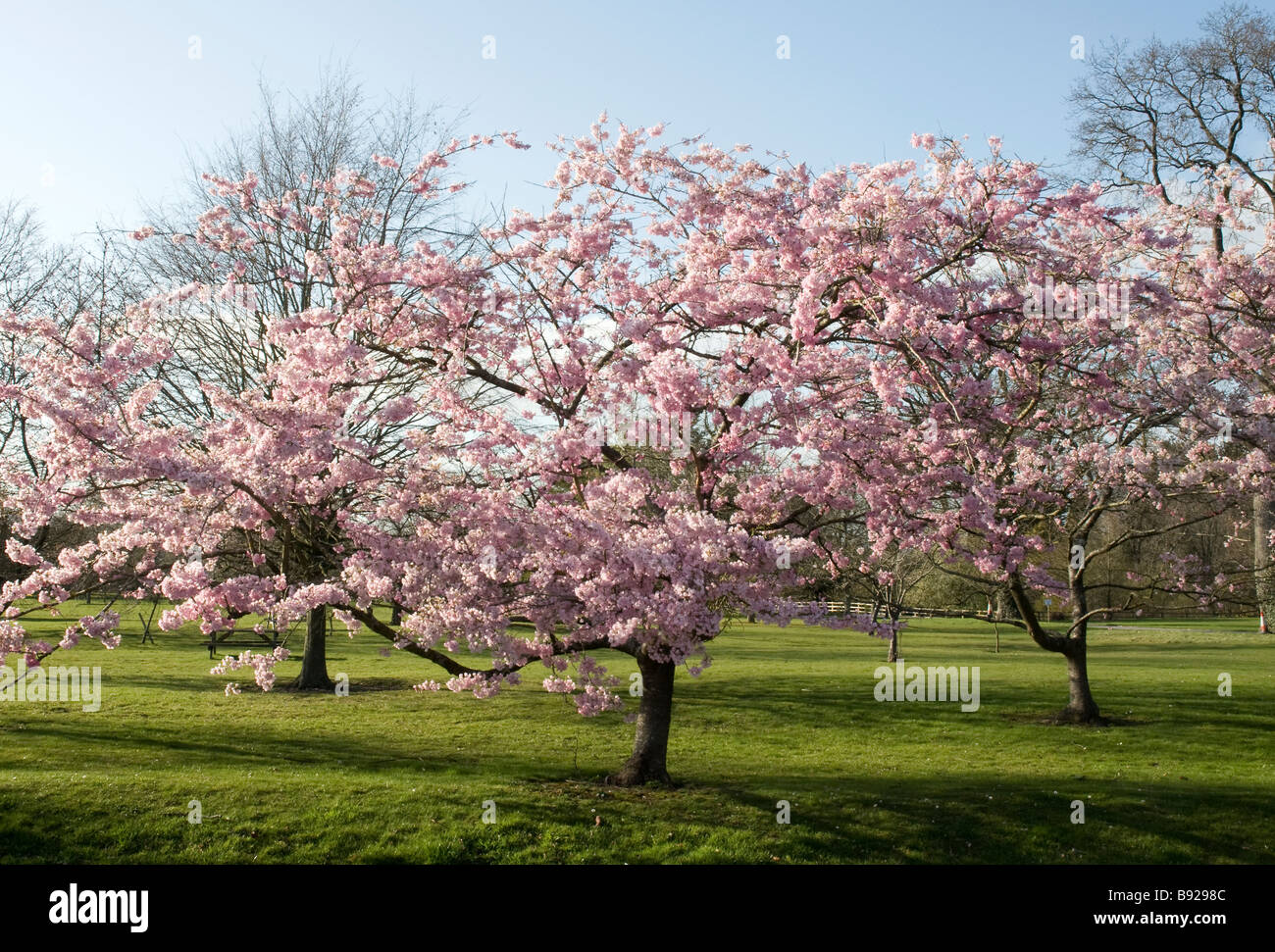 Tree With Pink Flowers Uk / A Guide To Flowering Trees Country Life ...