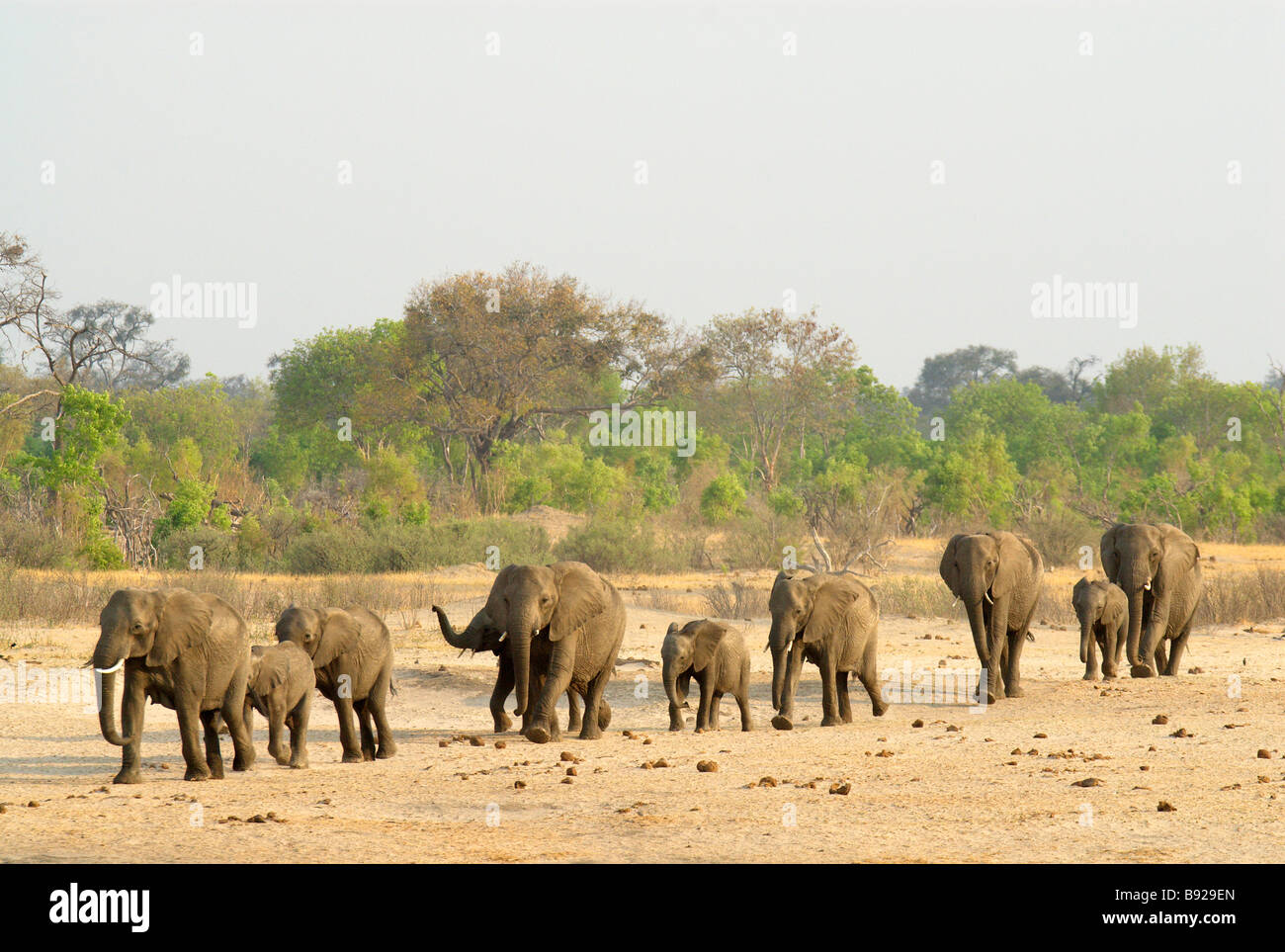 A large breeding herd of African Elephants, Hwange National Park, Matabeleland North, Zimbabwe Stock Photo