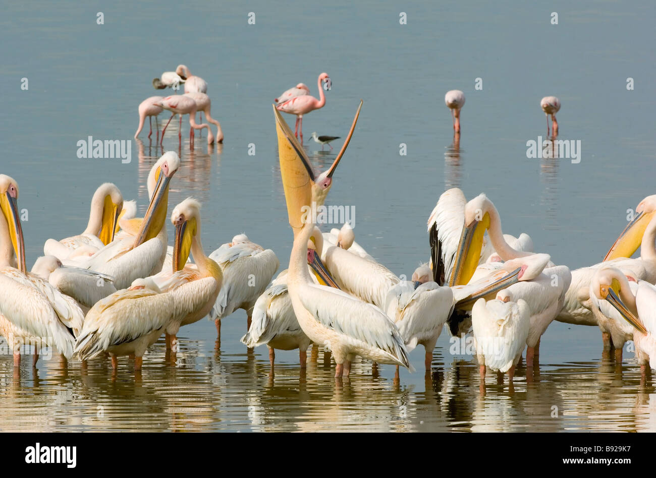Pelicans Pelecanidae rest and groom themselves after feeding in a pan Amboseli National Park Kenya Stock Photo
