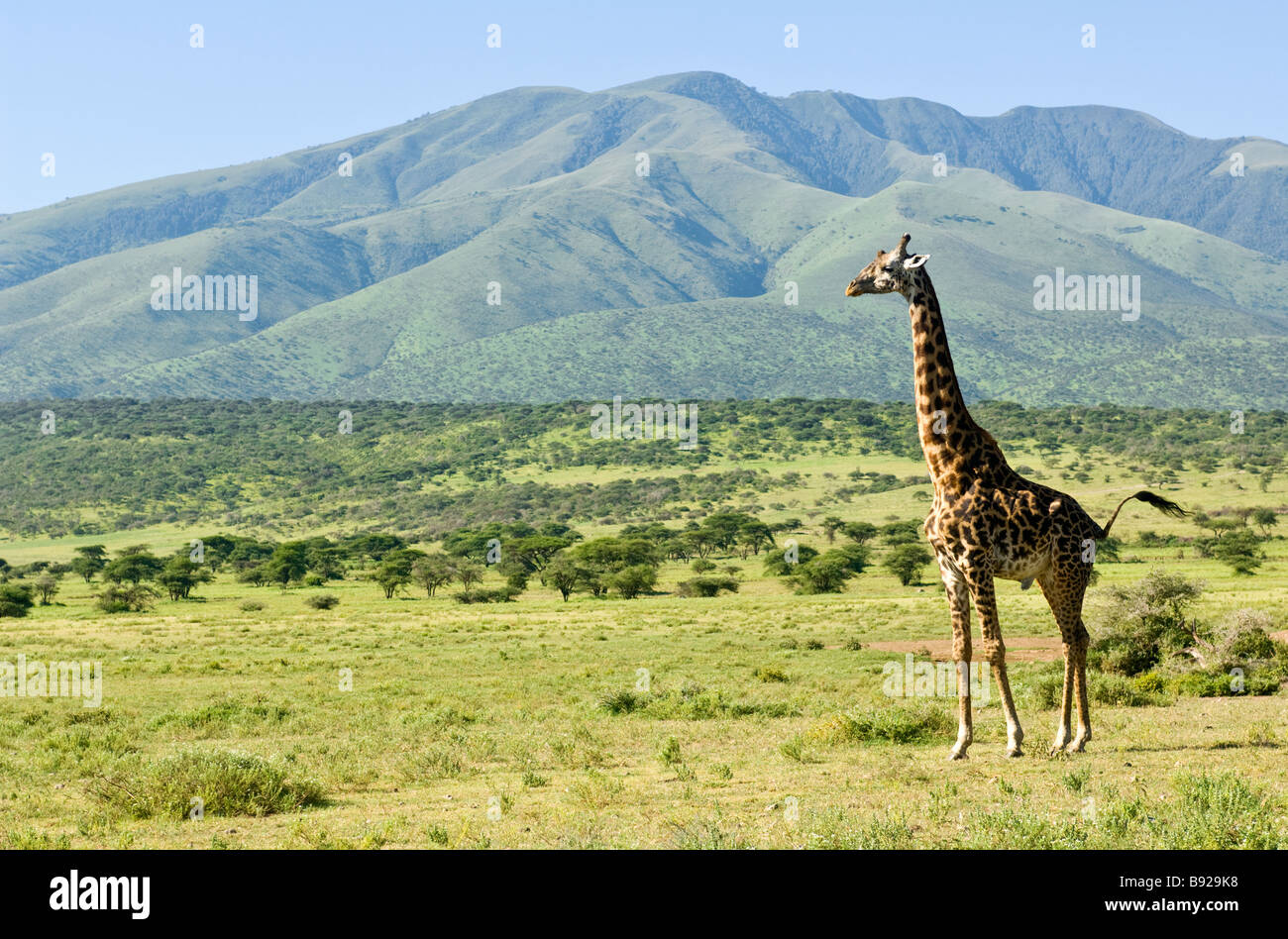 View of Giraffe Giraffa camelopardalis with Ngorongoro Highlands in background Ngorongoro Crater Highlands Tanzania Stock Photo