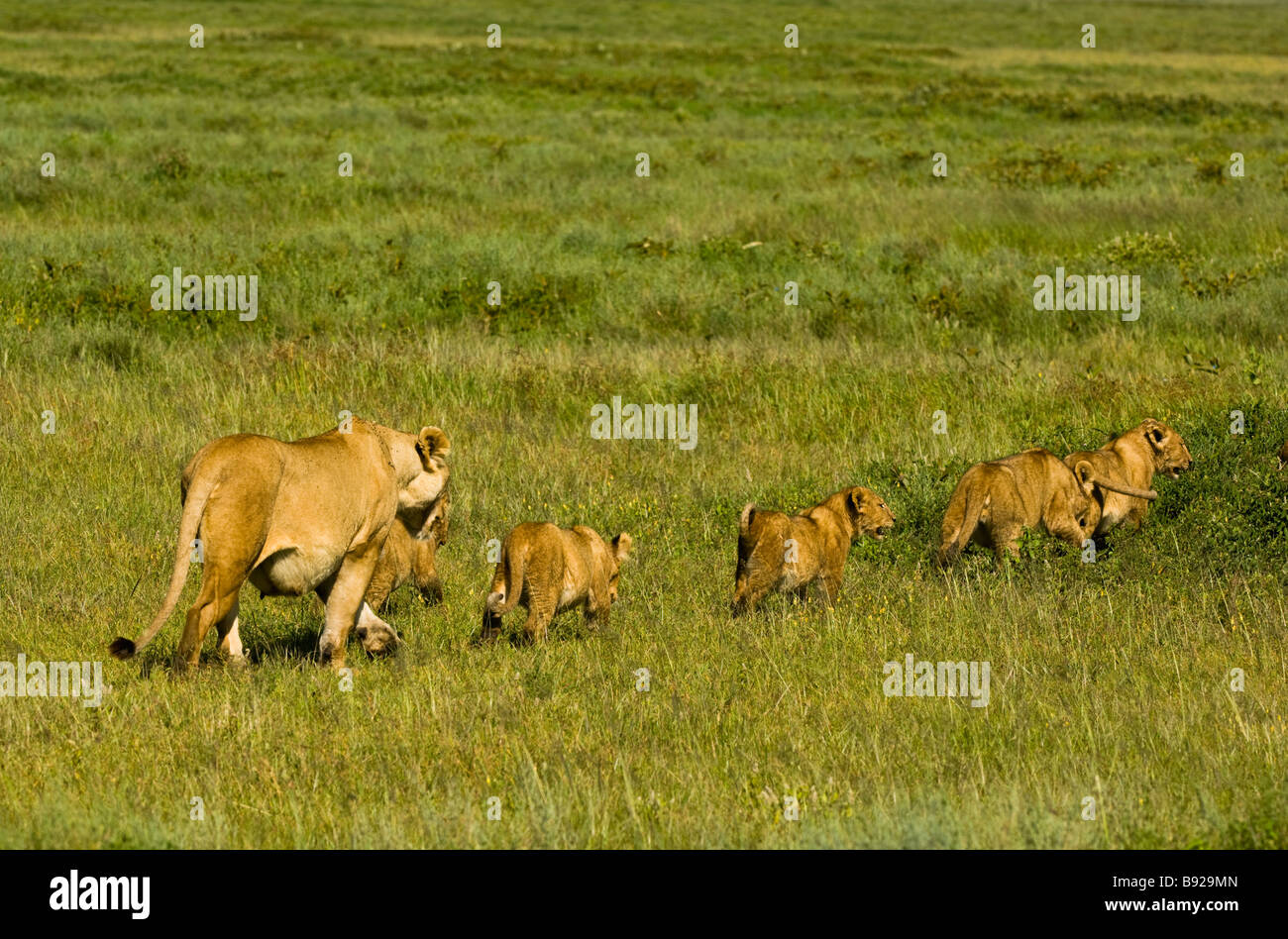 Lioness Panthera leo walking with her cubs Amboseli National Park Kenya ...