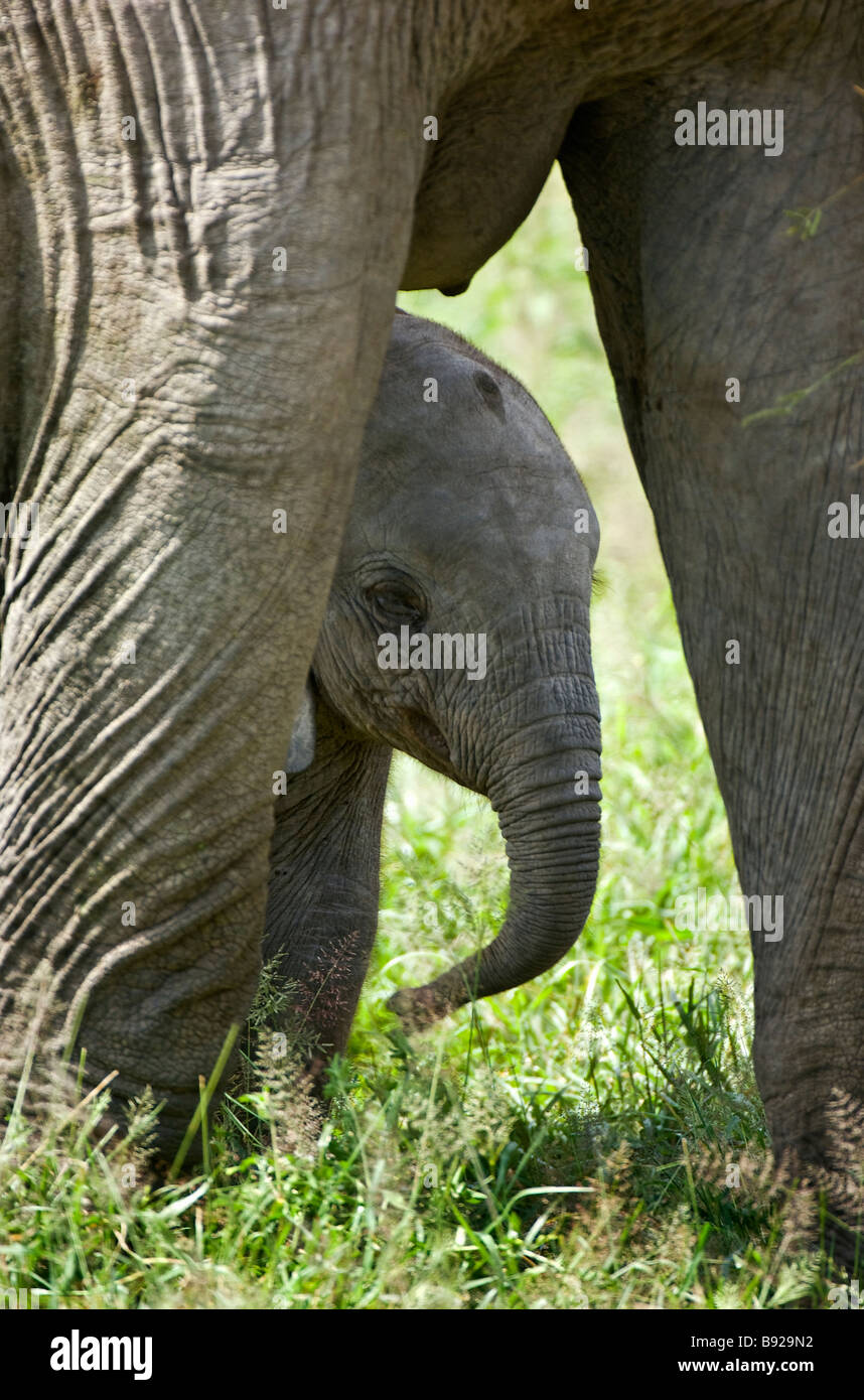 View of young elephant Loxodonta through the legs of its mother Amboseli National Park Kenya Stock Photo