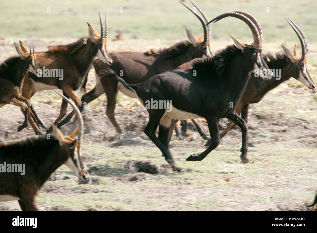 Sable Antelope Hippotragus niger Chobe River Botswana Stock Photo