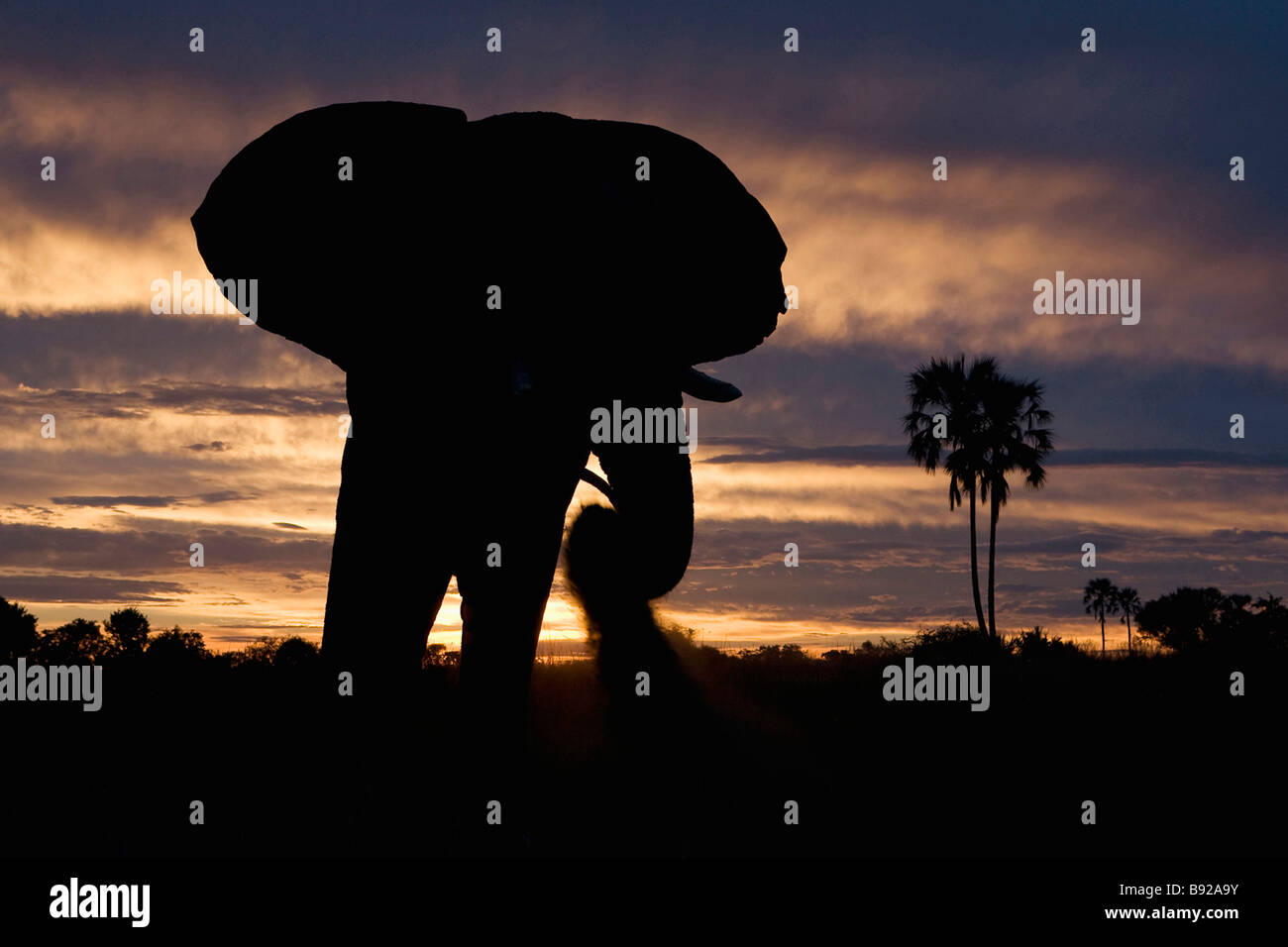 Elephant Bull Botswana Hi res Stock Photography And Images Alamy elephant-bull-botswana-hi-res-stock-photography-and-images-alamy