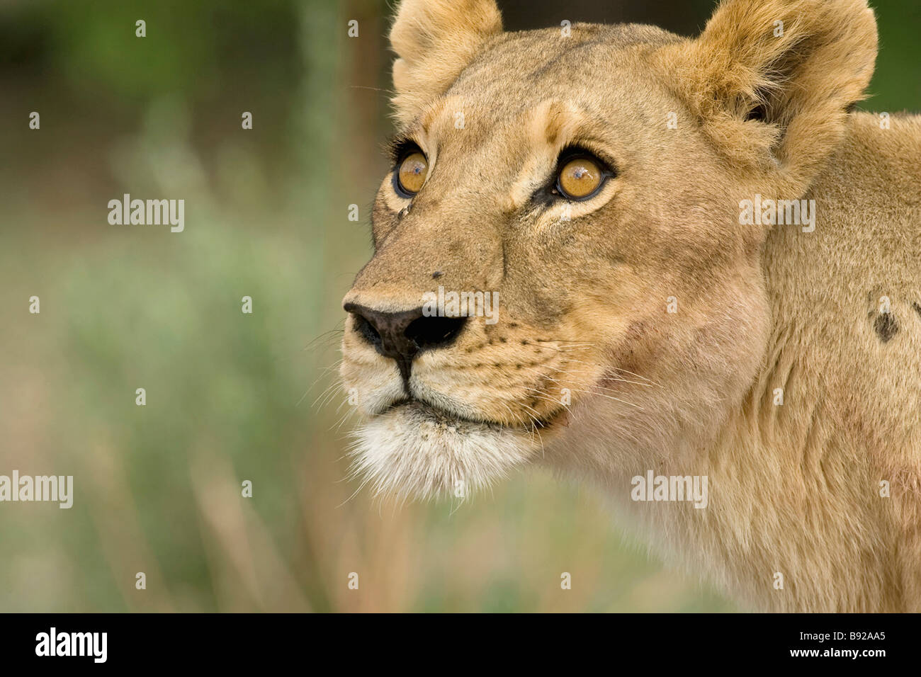 Lioness Panthera leo peering up into tree Okavango Delta Botswana Stock Photo