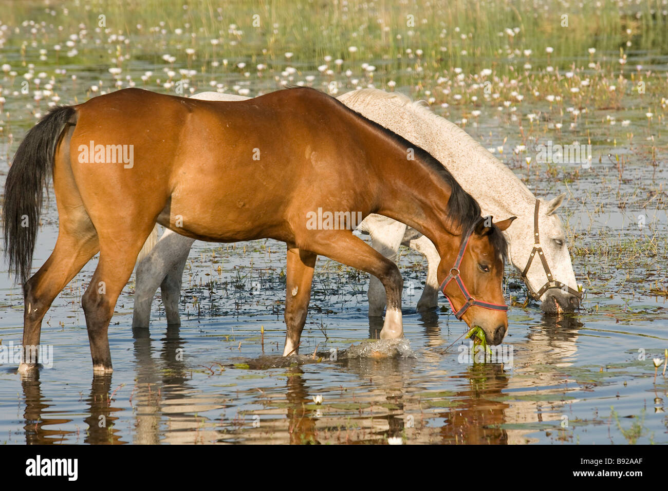 Domestic horses Equus caballus feeding in water Maun Botswana Stock Photo