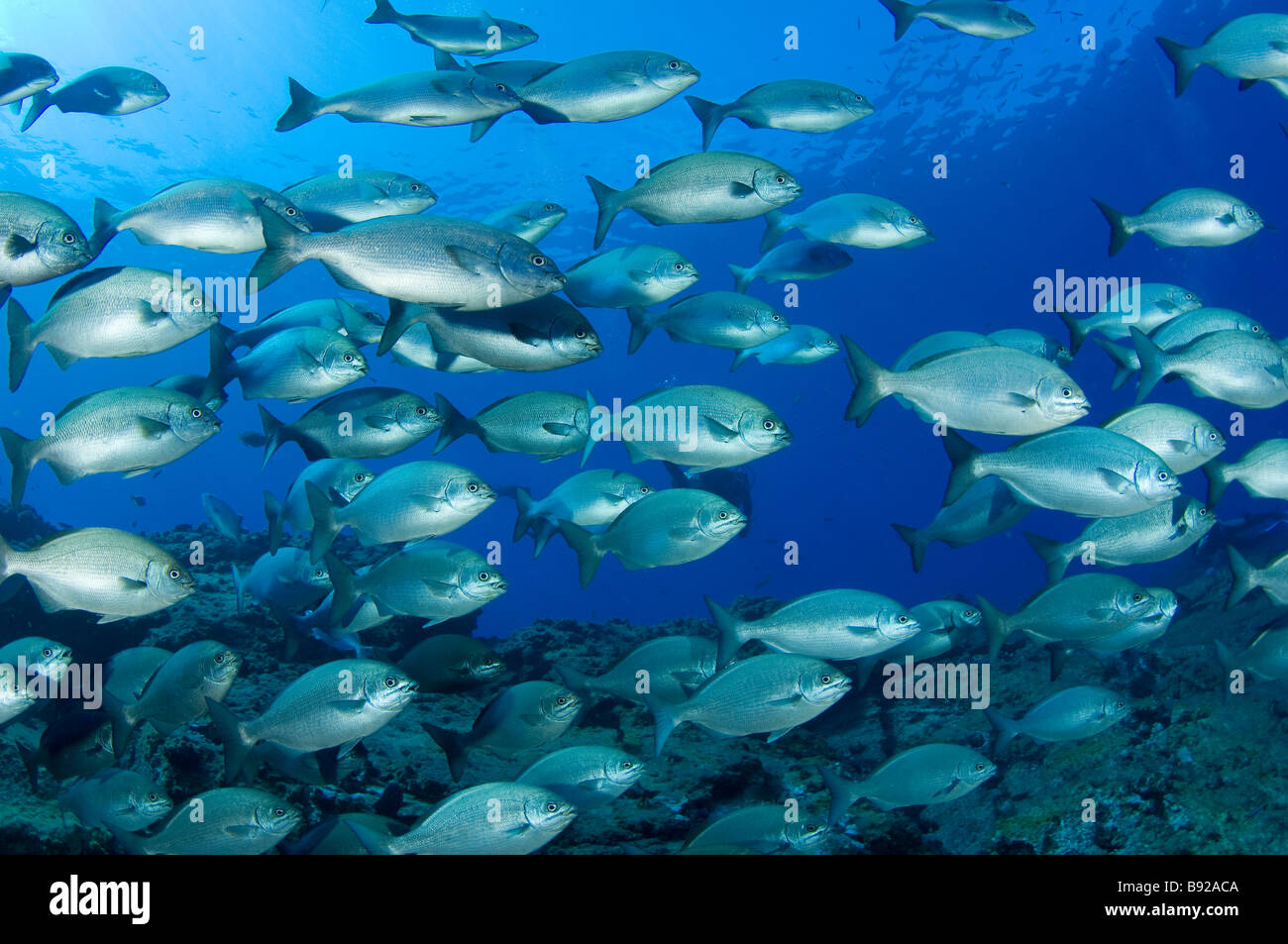 tropical fish school Blue bronze chub Kyphosus analogus Rocas Alijos Baja California Mexico Stock Photo