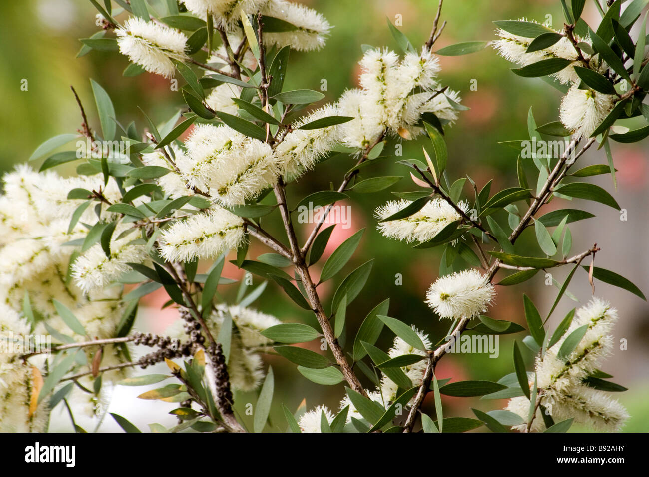 Melaleuca in flower Stock Photo