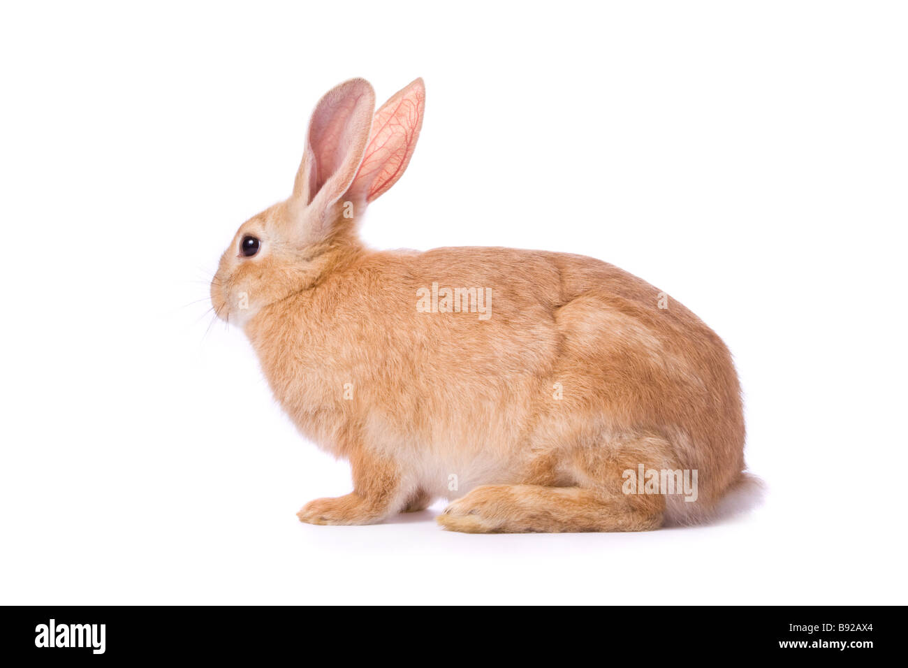 Timid young red rabbit isolated on white background Stock Photo