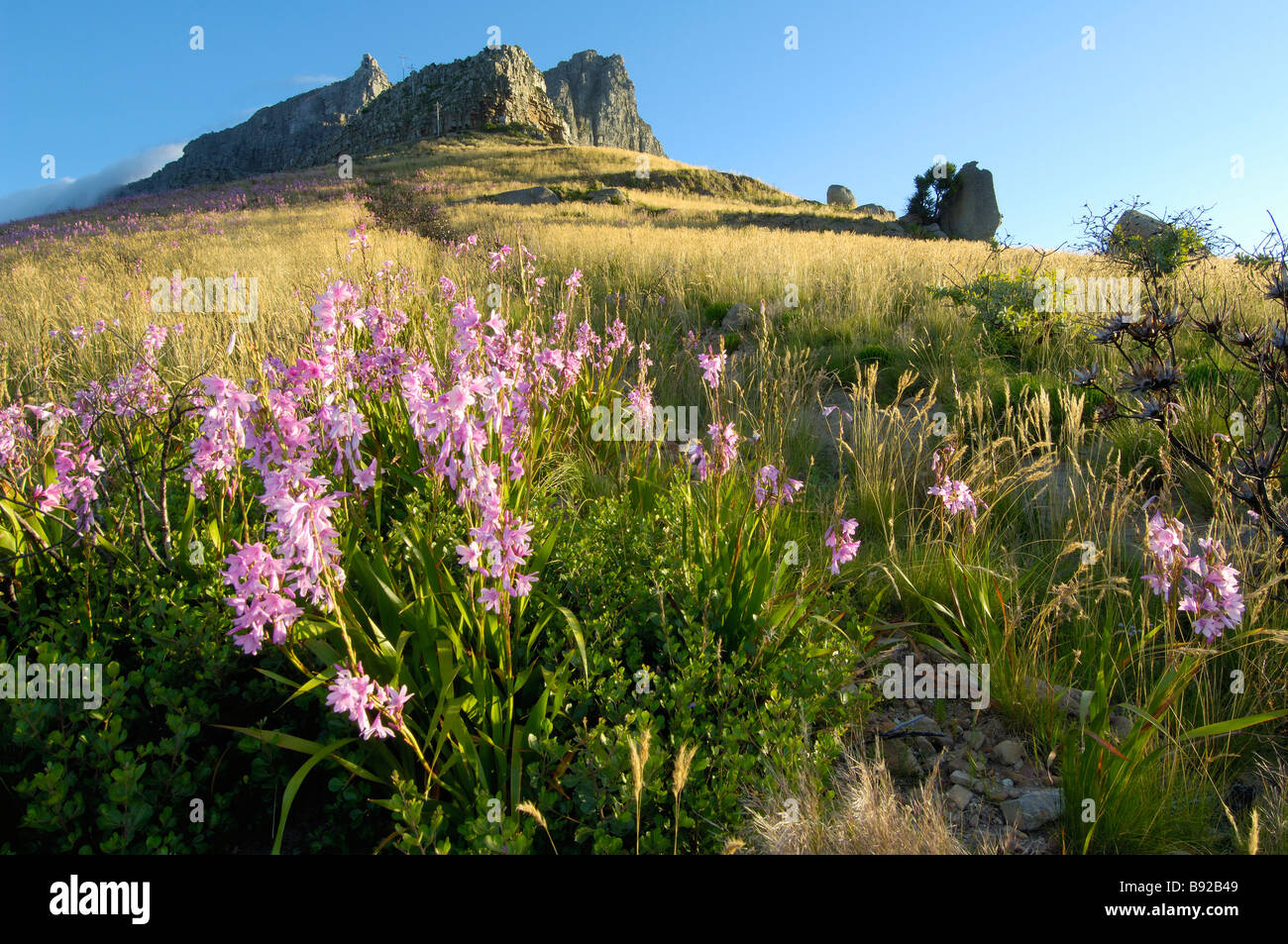 Pink Watsonia flowers on the slopes of the northwest corner of Table Mountain Cape Town Western Cape Province South Africa Stock Photo