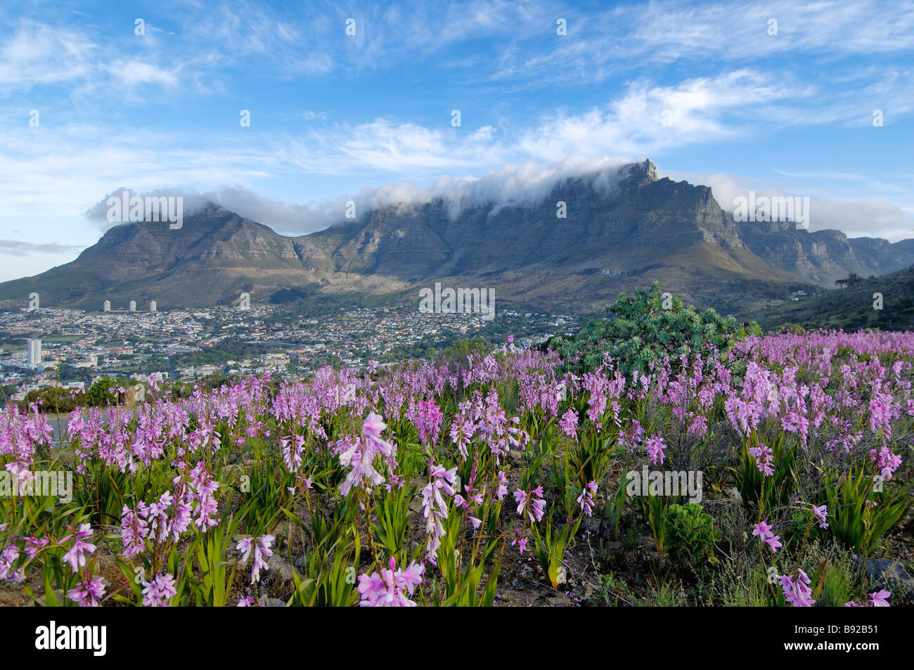 A carpet of Watsonias with a Table Mountain backdrop Cape Town Western Cape Province South Africa Stock Photo