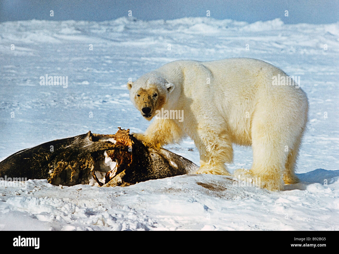 Wrangel Island Reserve: animals and plants 68 Wrangel Island Reserve: animals and plants 49