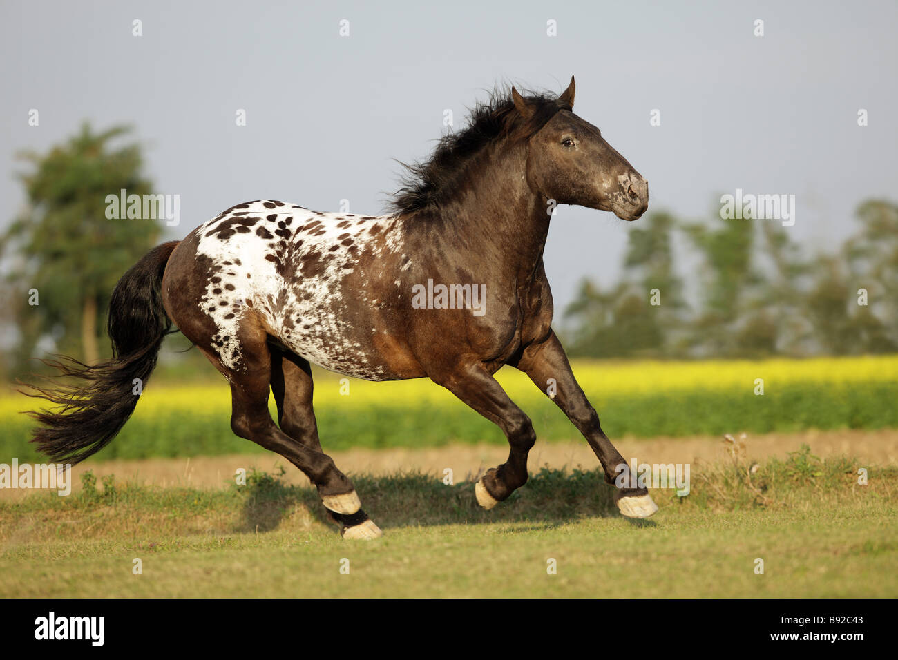 Noriker Horse. Leopard-spotted adult galloping on a pasture. Germany Stock Photo