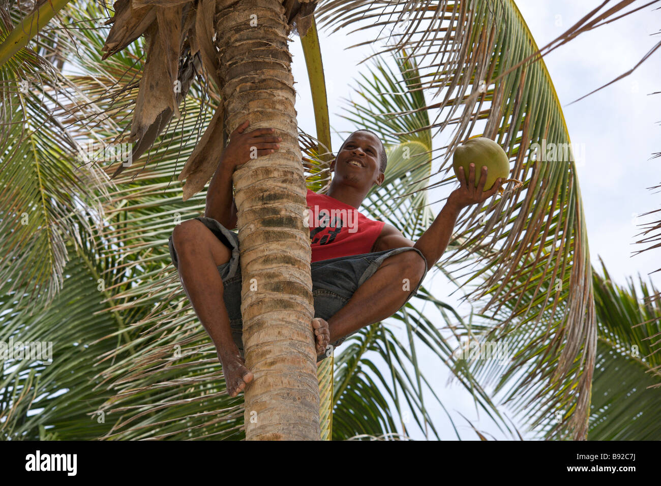 Young Bajan man climbing a coconut tree harvesting coconut, 'Crane Beach', Barbados Stock Photo