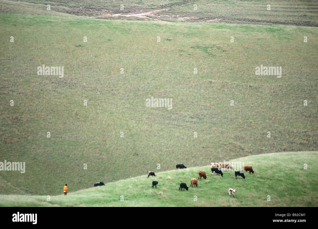 Herd boy with his cattle Ulundi Kwa Zulu Natal Province South Africa Stock Photo