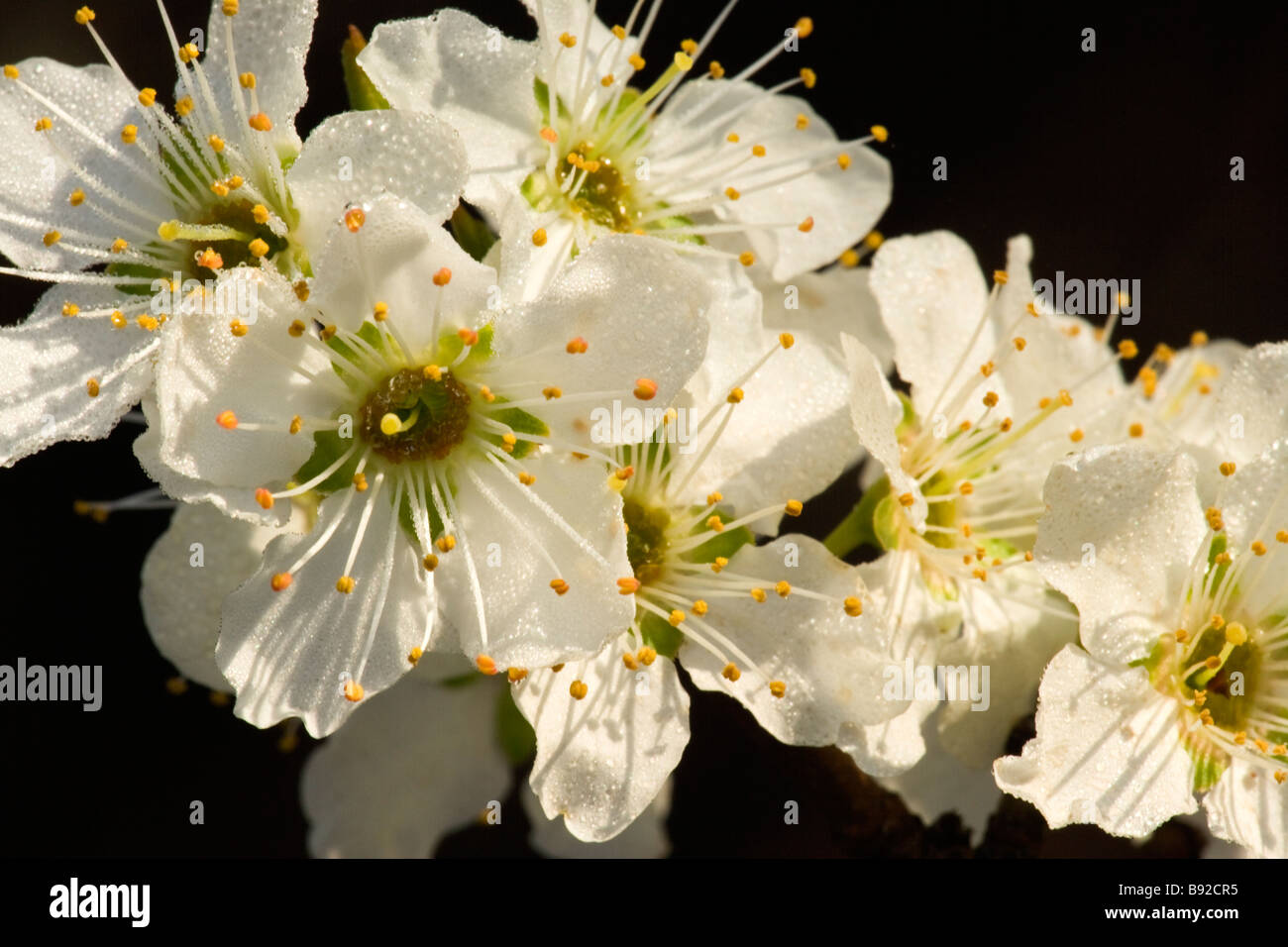 Branch, flowers of the Pluot fruit. Stock Photo