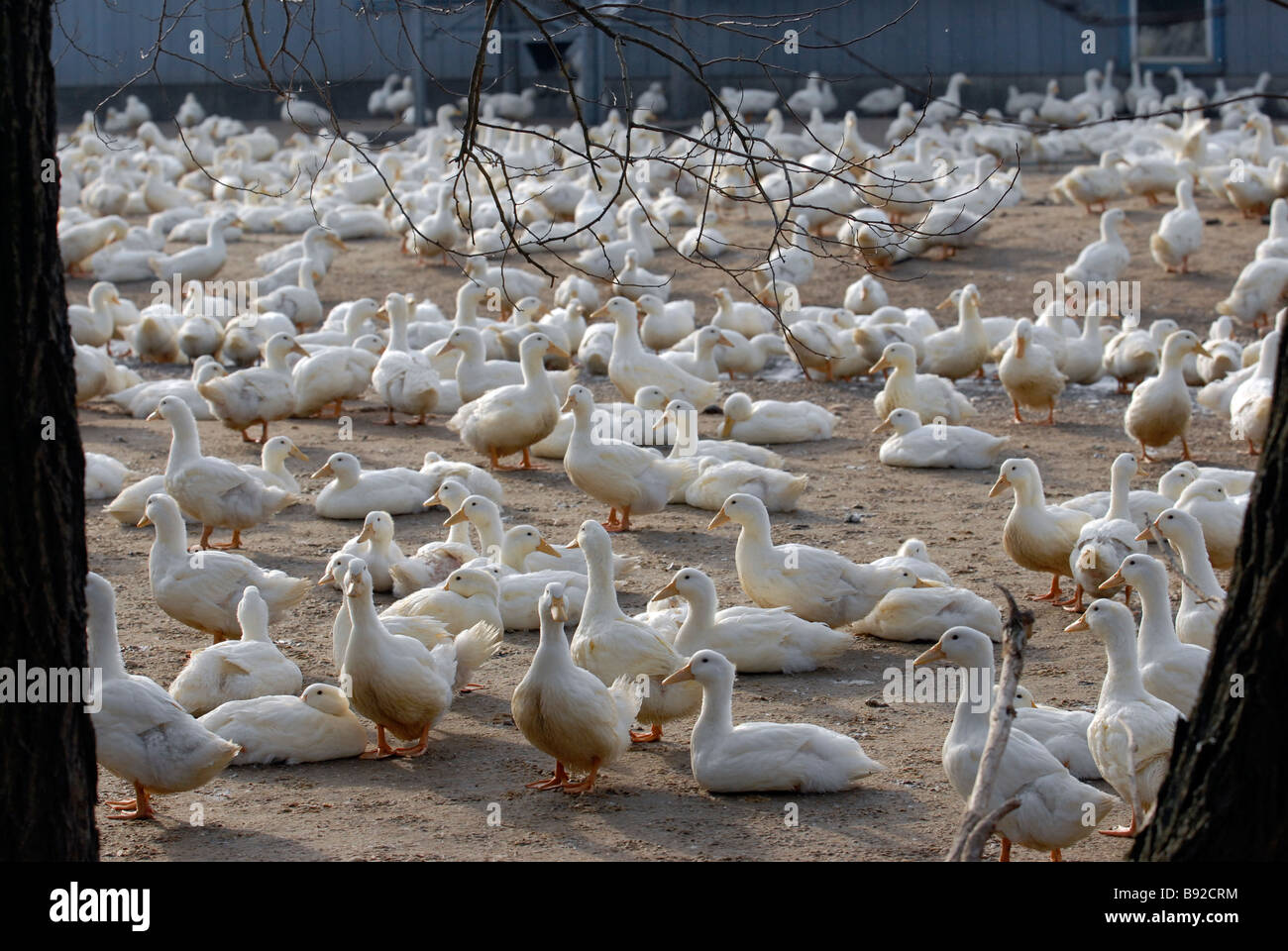 Long Island Duck Farm Stock Photo Alamy