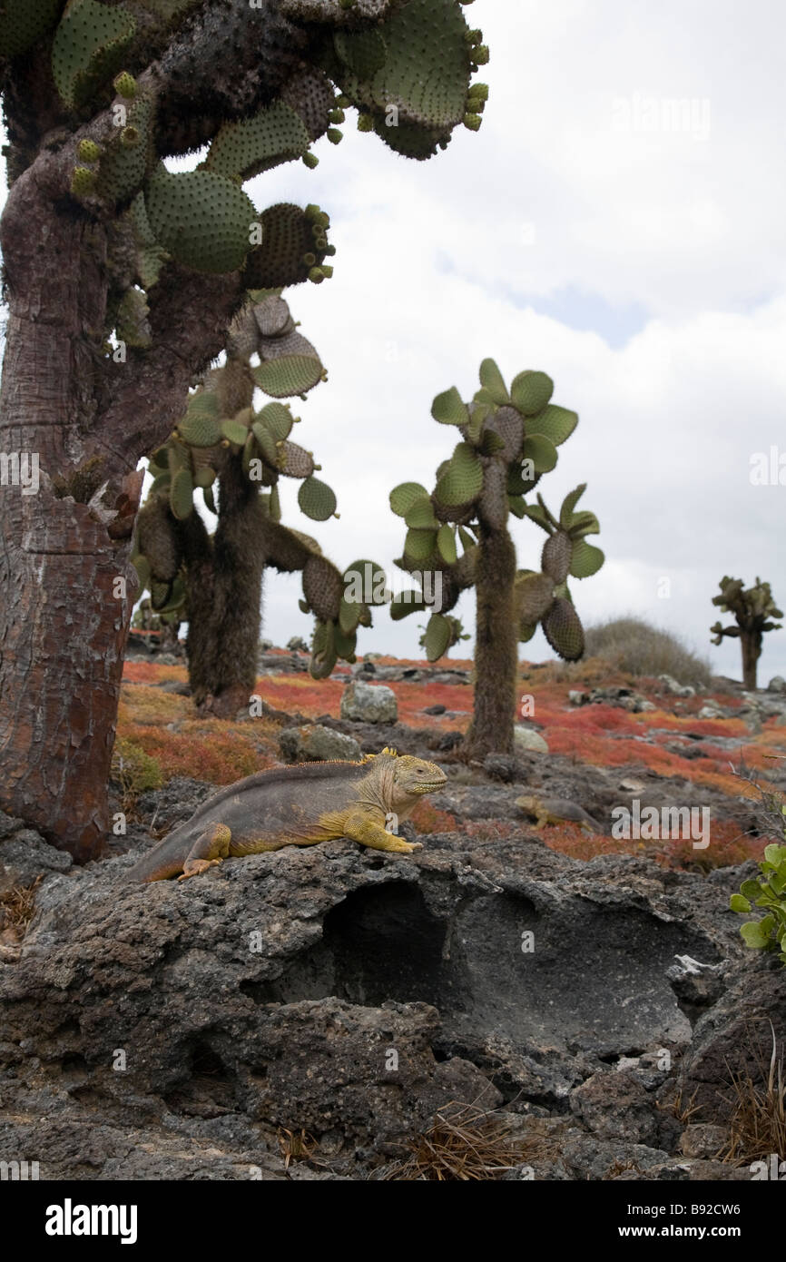 Land iguana in arid zone scene with Opuntia cactus, South Plaza, Galapagos Islands, Ecuador Stock Photo