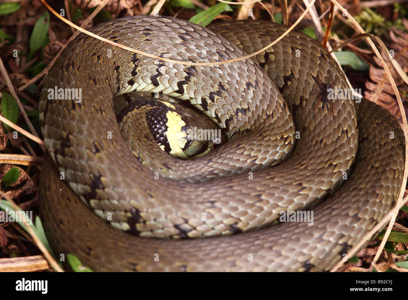 Grass snake natrix natrix coiled in the bracken Stock Photo